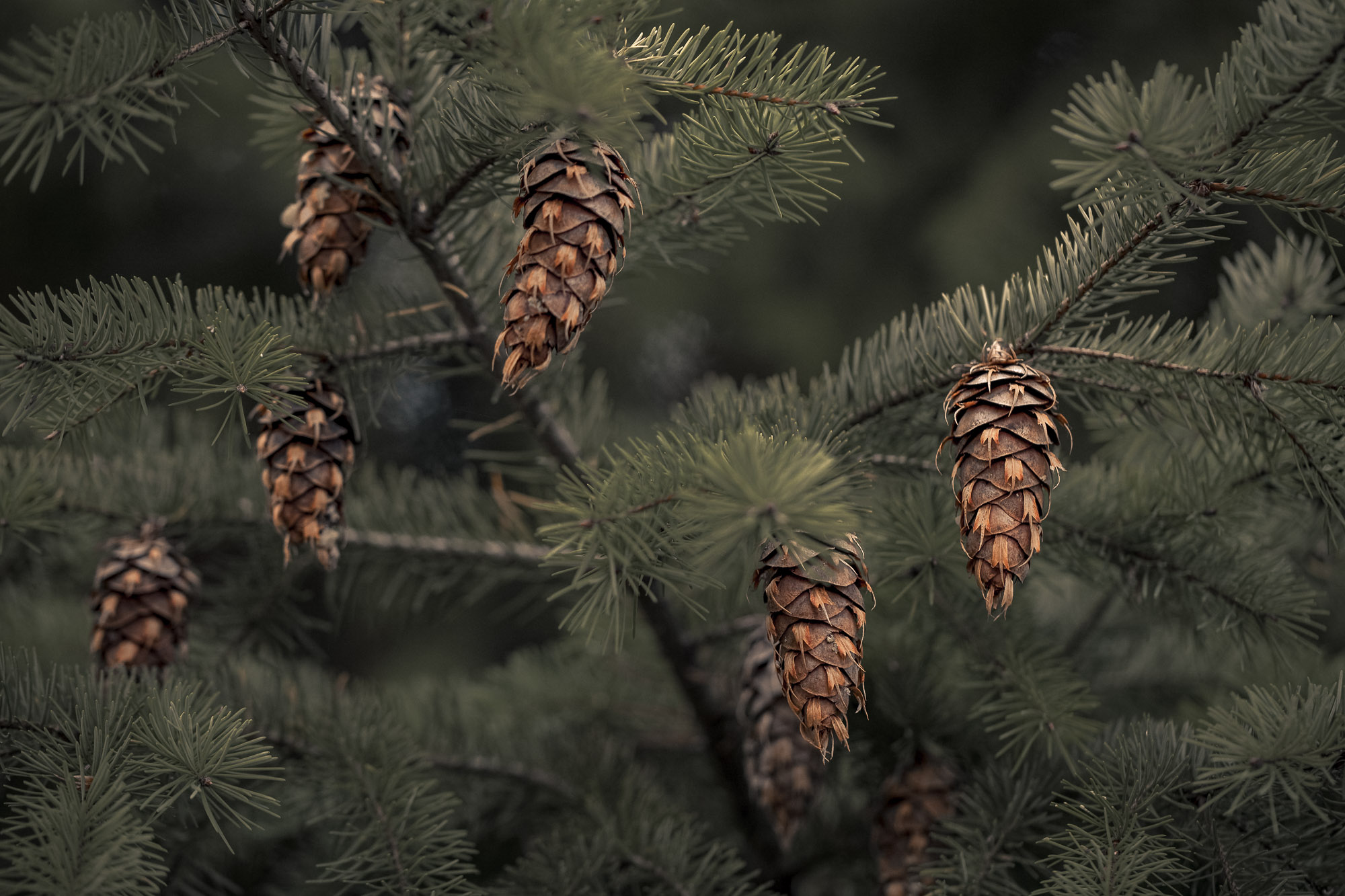Douglas fir tree and seed cones