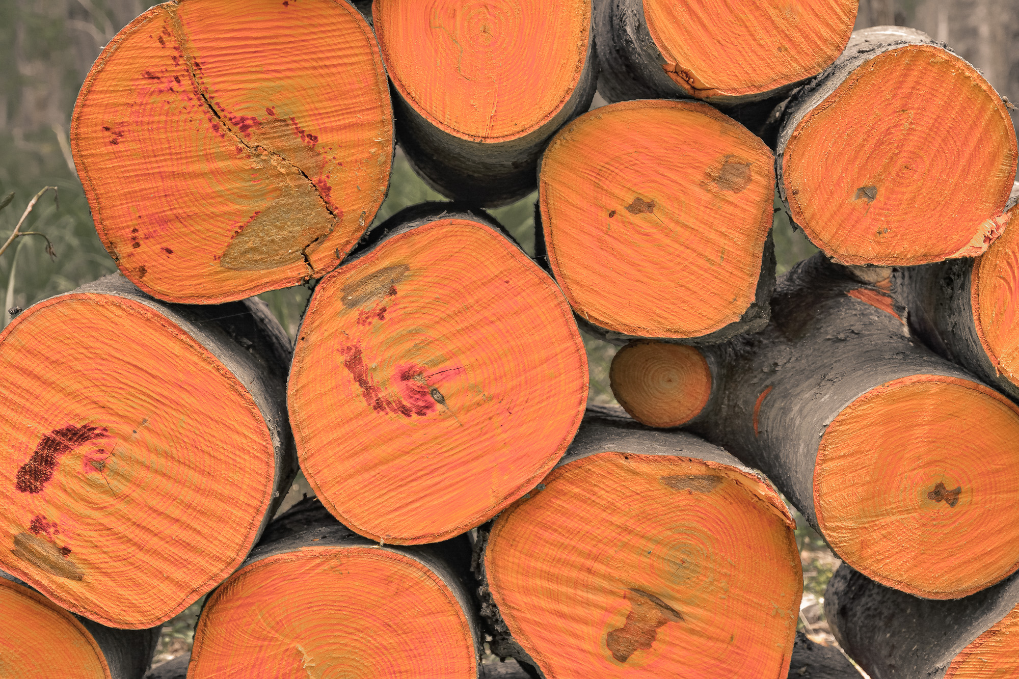 Pile of alder logs